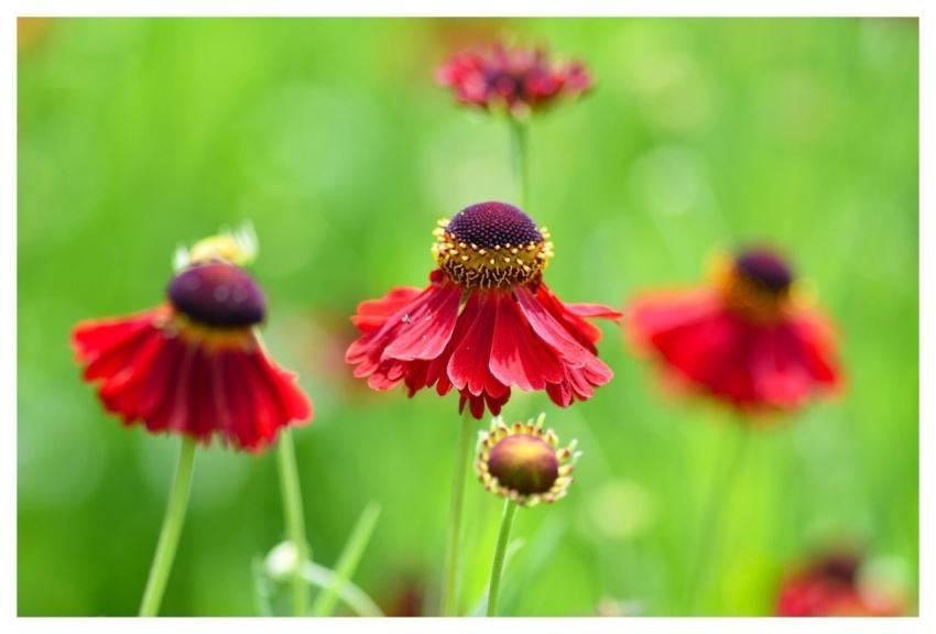 Helenium Flower Wallpaper Flower Red