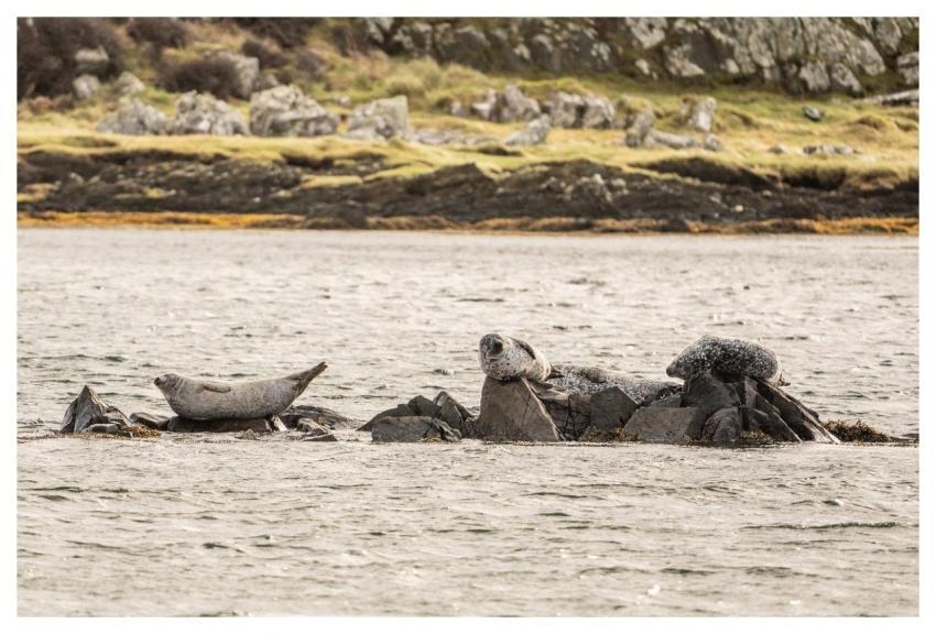 Animals Nature Wildlife Mammal