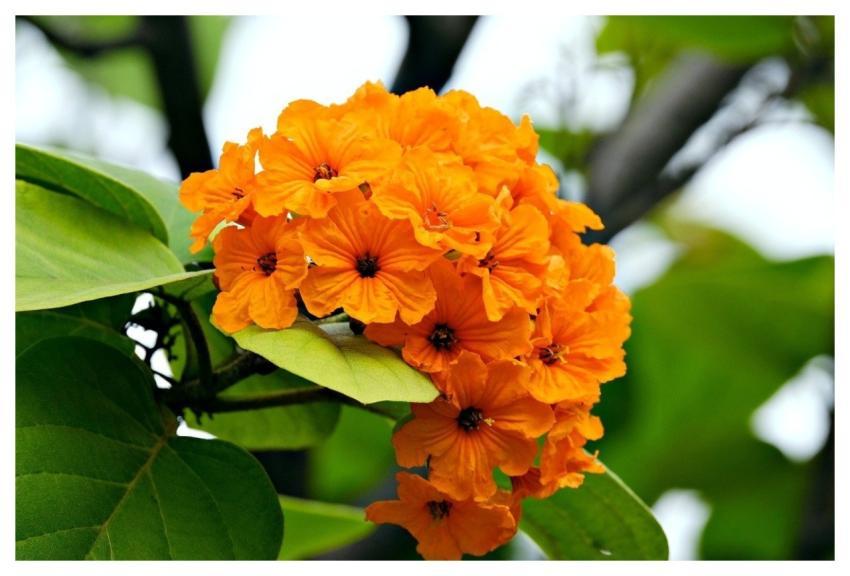 Cordia Geiger Tree Orange Flowers Nature