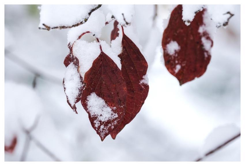 Leaves Snow Winter Cold
