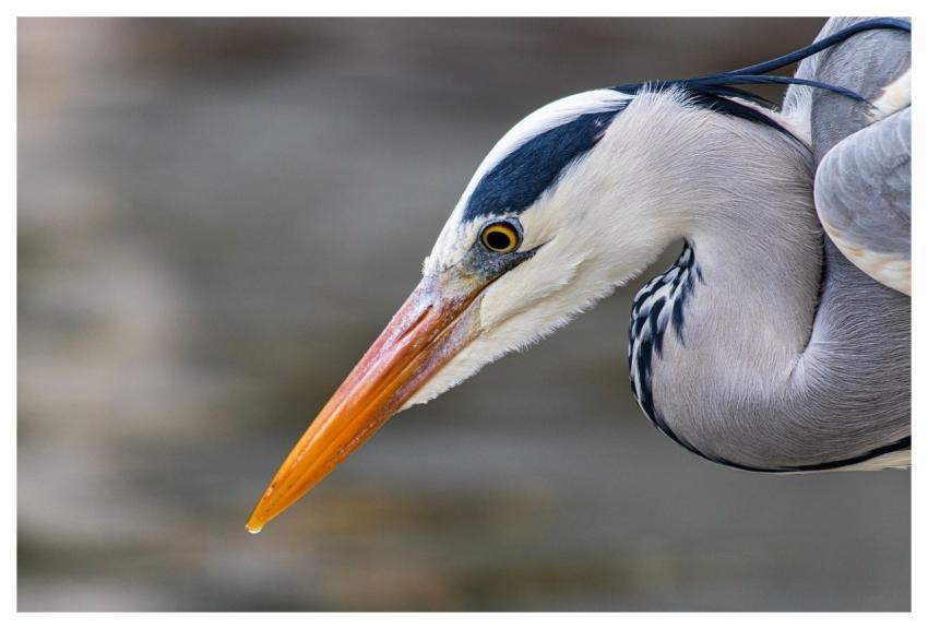 Nature Bird Animal Ornithology