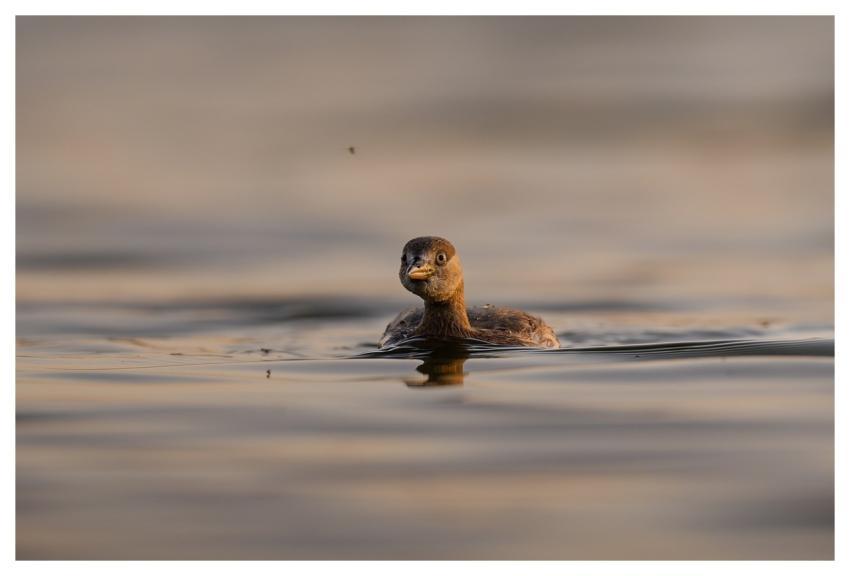 Bird Nature Animal Wildlife