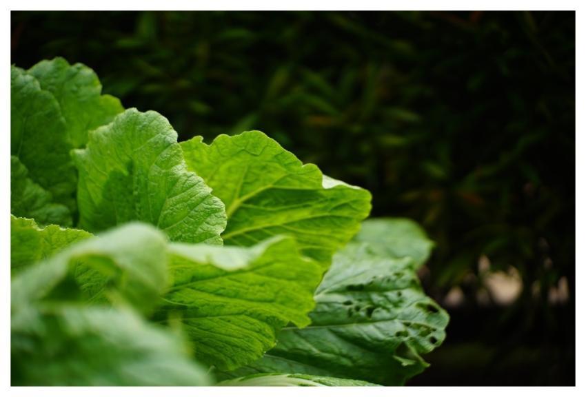 Cabbage Green Leaves Vegetable