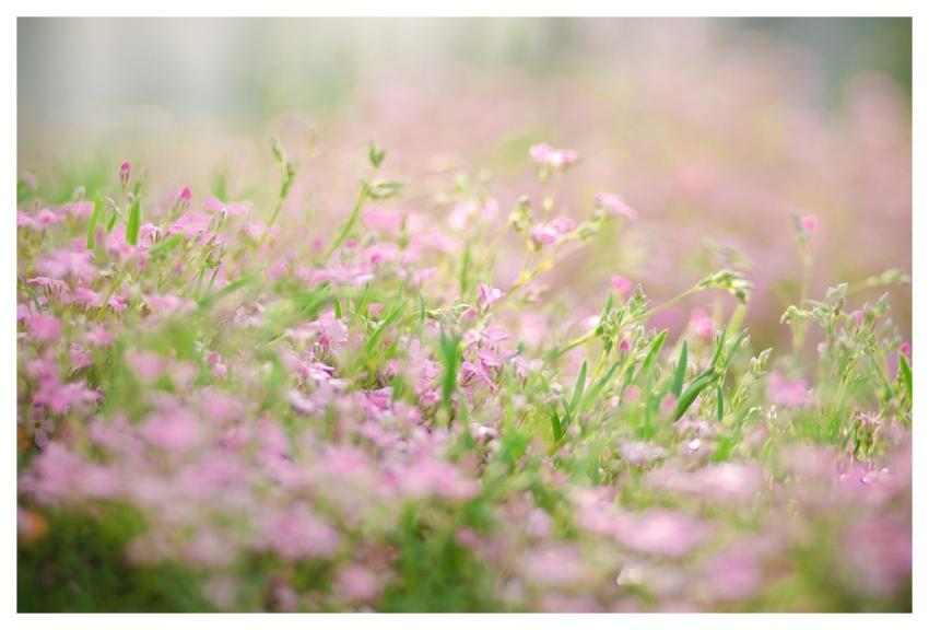 Moss Flower Bed Nature Blossom