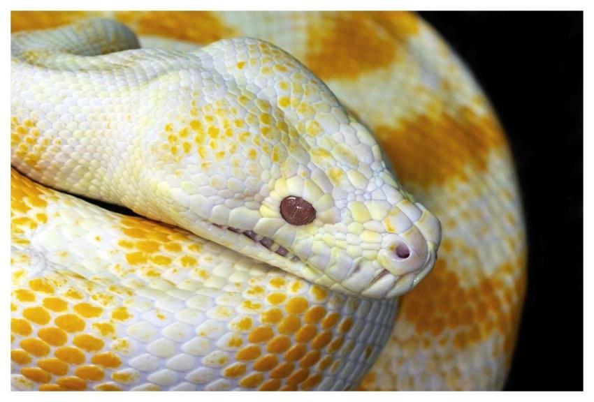 Albino Snake Python Snake Reptile
