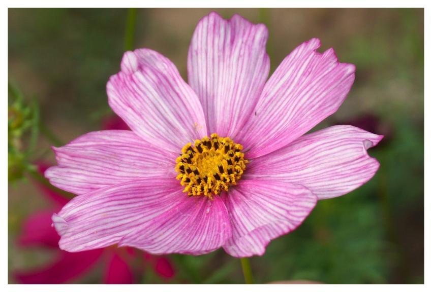 Cosmos Flower Pink Flower Flower Wallpaper