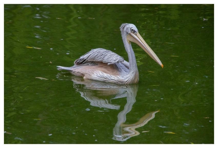Pelican Waterbird Beak Feathers