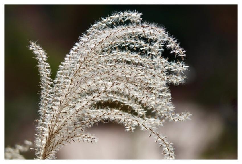 Ornamental Grass Miscanthus China Reed Elephant Gr
