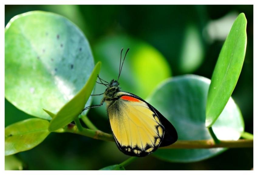 Butterfly Nature Insect Fauna