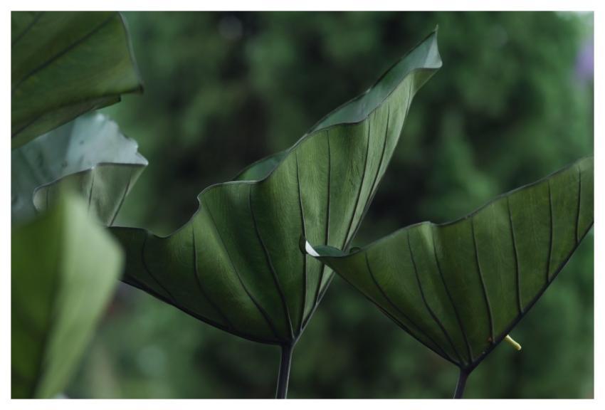 Green Leaves Caladium Foliage Plant