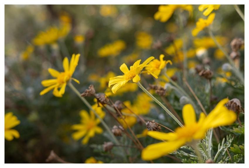 Yellow Flowers Daisy Flowers Close-Up Nature Flora