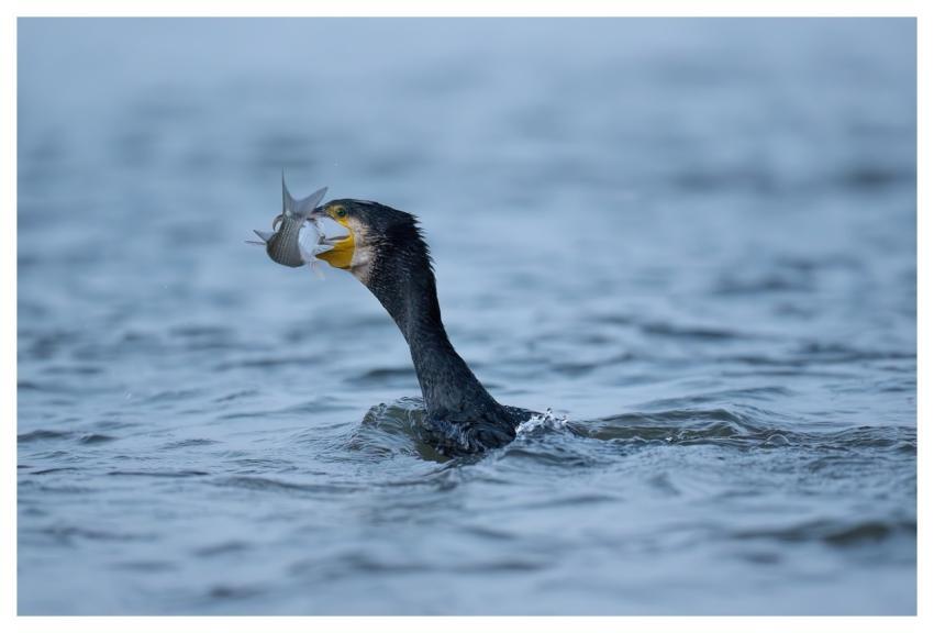 Bird Nature Wildlife Plumage