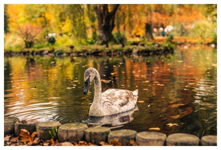 Swan Nature Water Mihail-Stavrev78