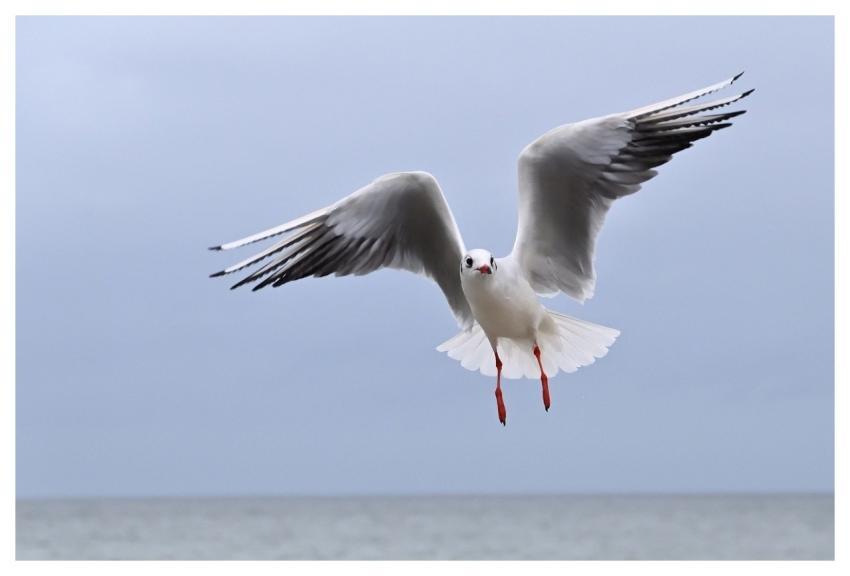 Seagull Bird Sea Sky