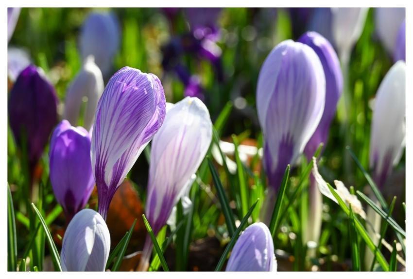 Crocuses Blossoms 4K Wallpaper 1920X1080 Spring