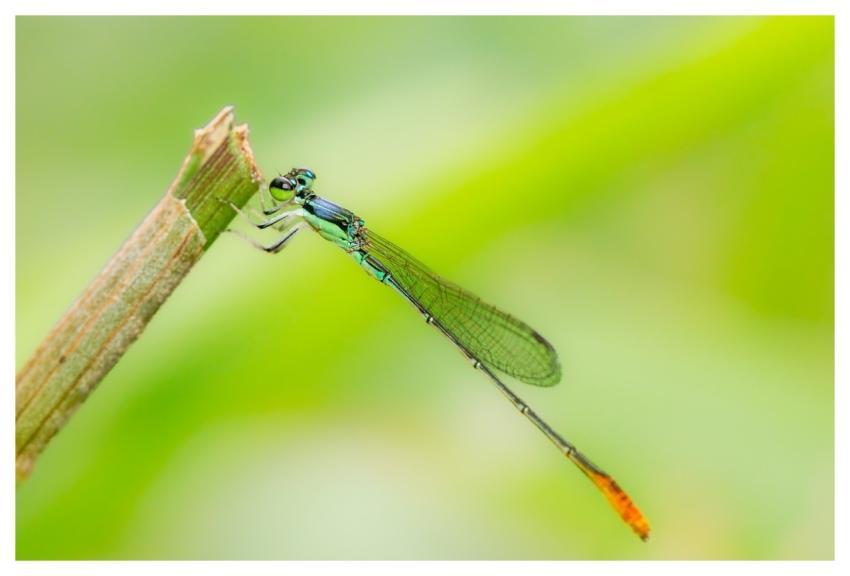 Dragonfly Insect Nature Wings