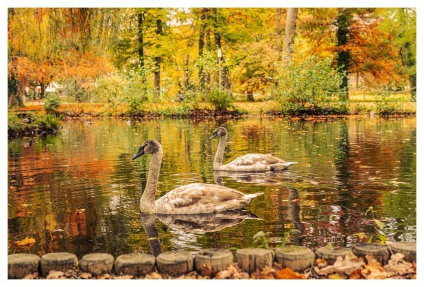 Swans Nature Water Herbst