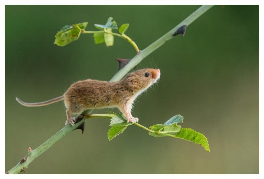 Nature Wildlife Mammal Fauna