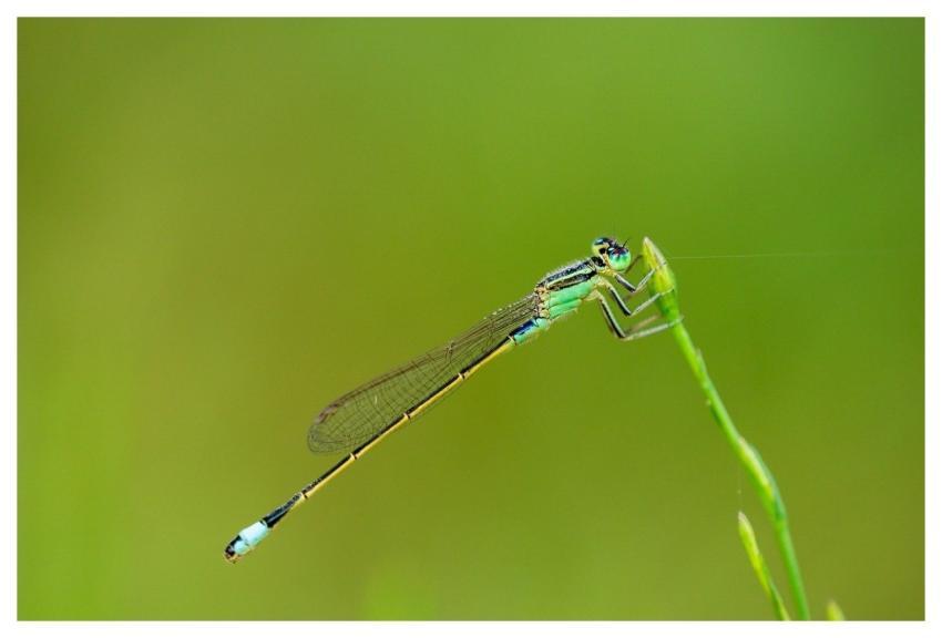 Dragonfly Insect Nature Wings