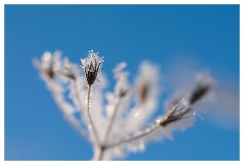 Winter Frost Snow Nature