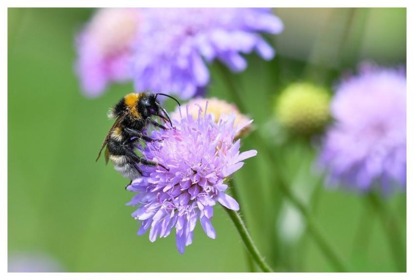 Bourdon Insect Flower Background Pollination
