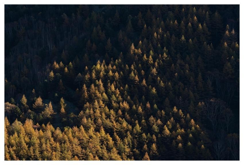 Trees Nature Landscape Autumn