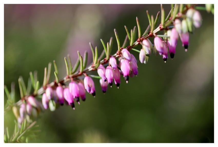 Pink Flowers Heather Winter Heath Branch