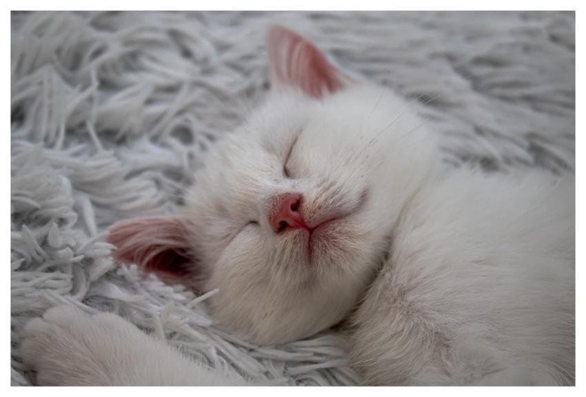 Nature Cat Kitten Animal