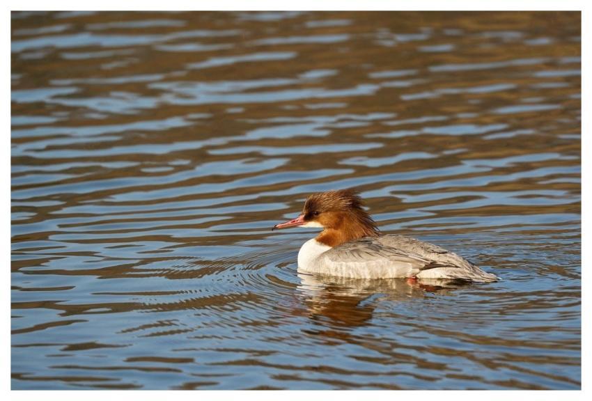 Nature Bird Wildlife Ornithology