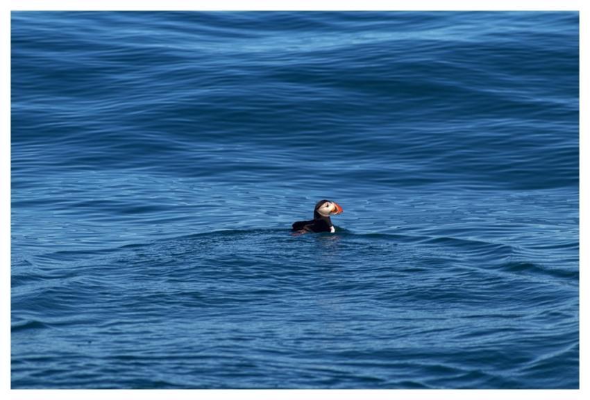 Puffin Bird Ocean Wild