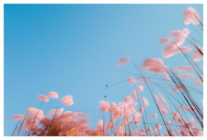 Abstract Backgrounds Blue Grass