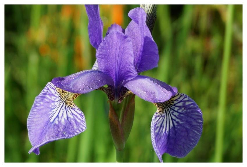 Iris Flower Flower Plants Iris