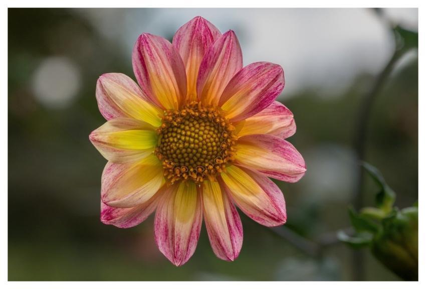 Flower Dahlia Full Hd Wallpaper Pink