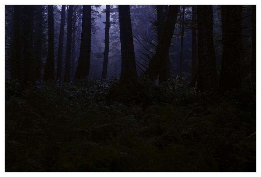 Forest Wilderness Night Midnight