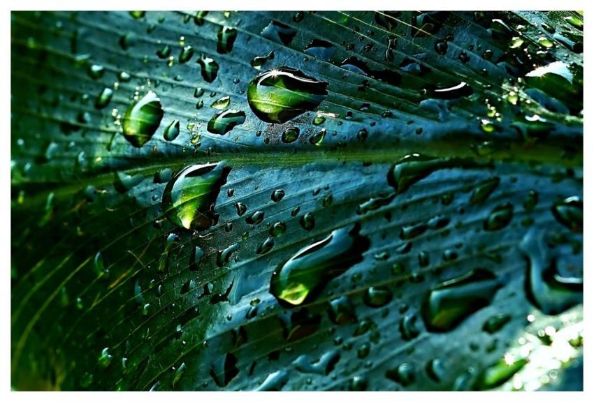 Rainwater Leaf Droplets Nature