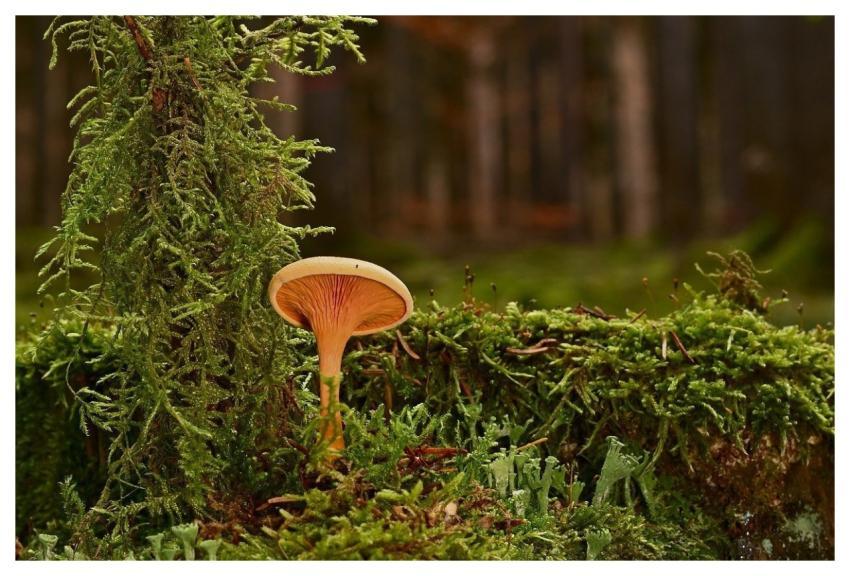 Mushroom Moss Forest Roots