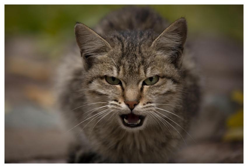 Cat Iran Qom Province Animal