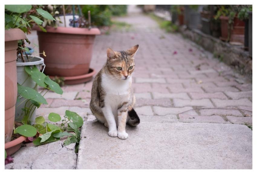 Tabby Cat Street Cat Outdoor Portrait Succulents B