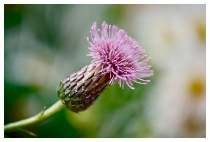 Thistle Natural Wildflower Purple