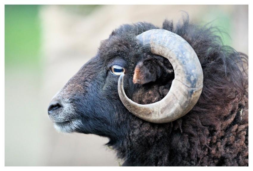 Ouessant Ram Sheep Black Horn