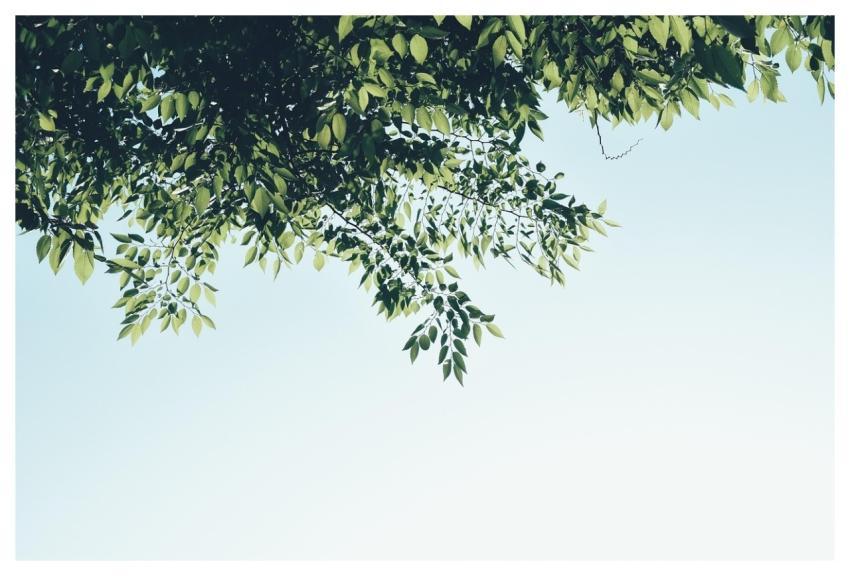 Leaf Spring Summer Green