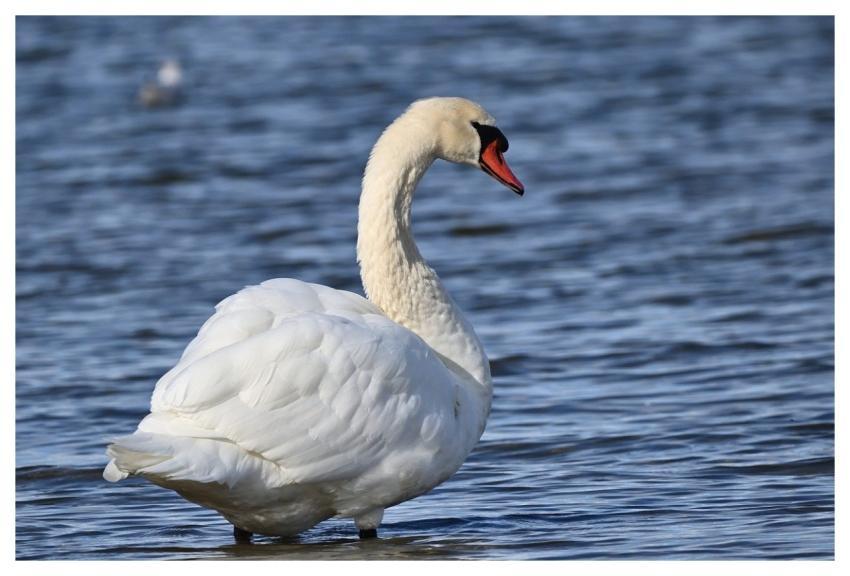 Swan Lake Water Bird Purity