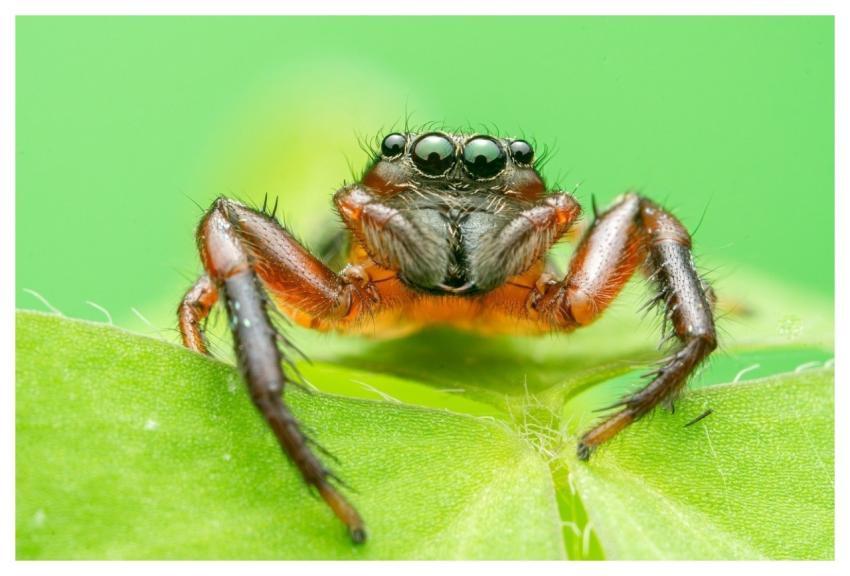 Animal Wildlife Nature Spider