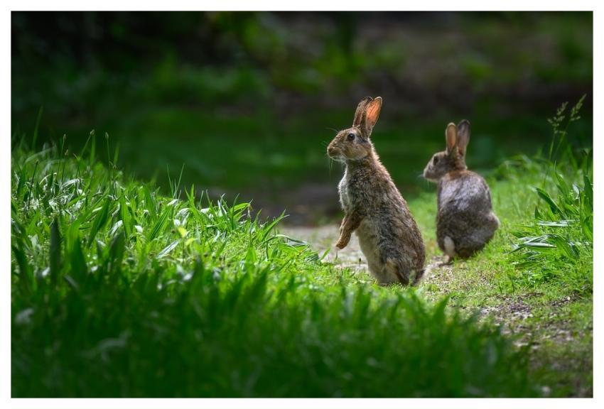 Rabbit European Rabbit Oryctolagus Cuniculus Mamma