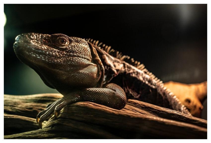 Reptile Nature Animal Captivity