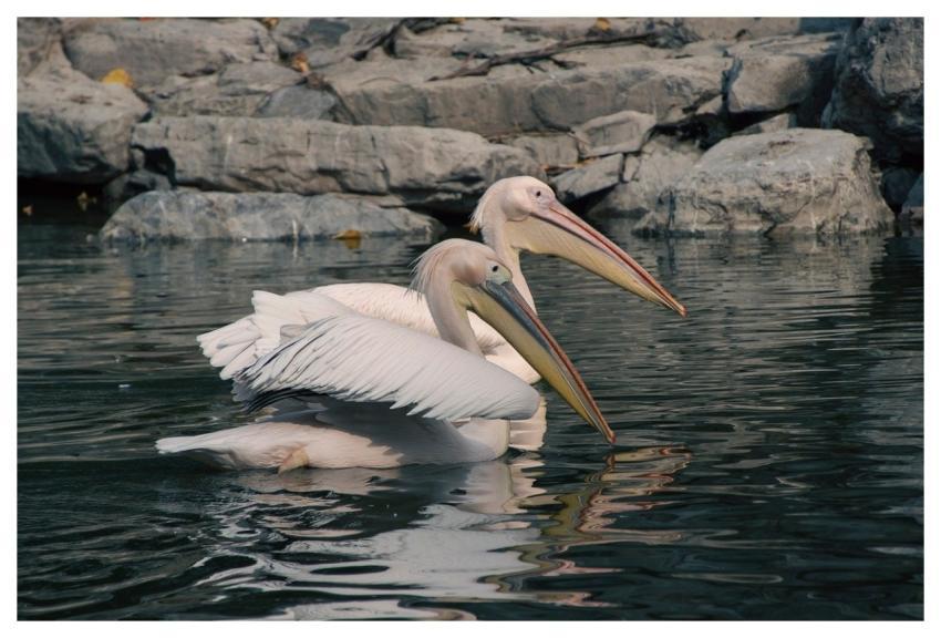 Pelican River Water Stone
