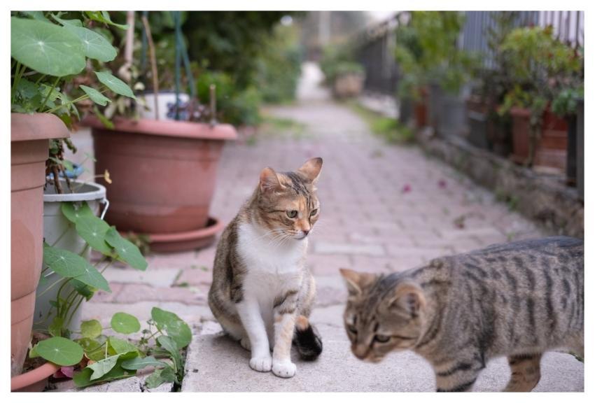 Tabby Cat Street Cat Outdoor Portrait Succulents B