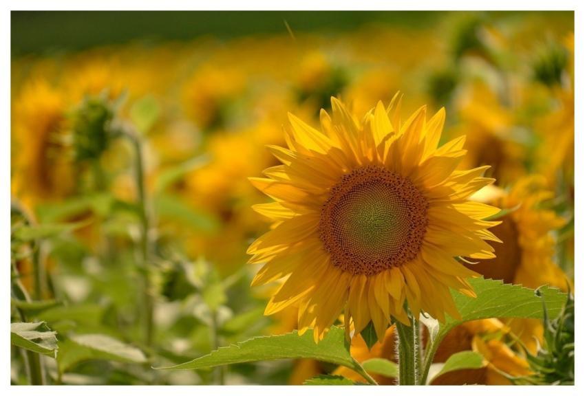 Flower Nature Flower Wallpaper Flower Background