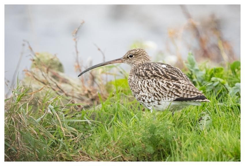 Bird Nature Wildlife Plumage