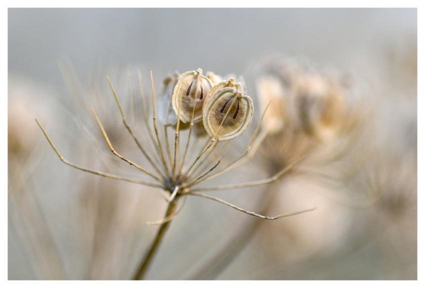Wild Carrot Plant Umbel Dry